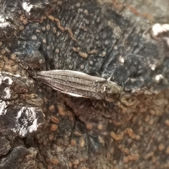 Agrilus macer