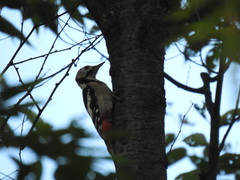 Dendrocopos major