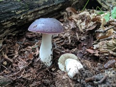 Russula vinacea
