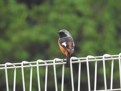 Phoenicurus auroreus