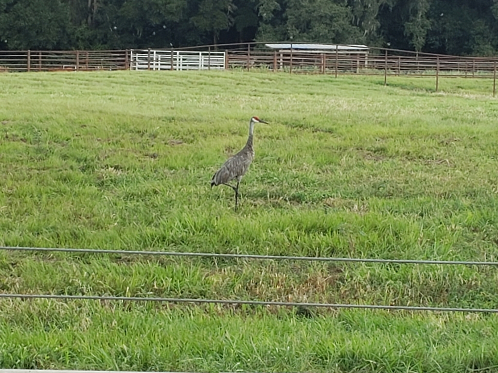 Sandhill Crane From Countryside At The University Apartments   Large 