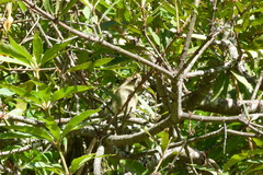 Andropadus importunus