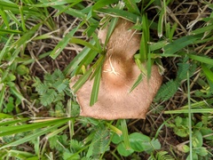 Laccaria trichodermophora