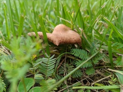 Laccaria trichodermophora