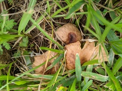 Laccaria trichodermophora