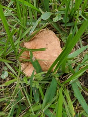 Laccaria trichodermophora