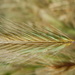 Hare Barley - Photo (c) Matt Lavin, some rights reserved (CC BY-SA)