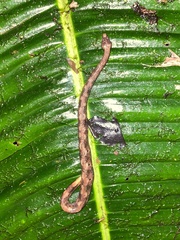 Trachyboa boulengeri