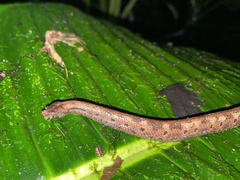 Trachyboa boulengeri