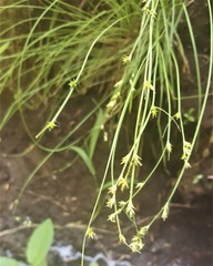Carex laeviculmis