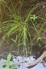 Carex laeviculmis