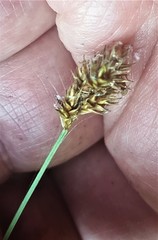 Carex subfusca