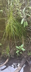 Carex subfusca