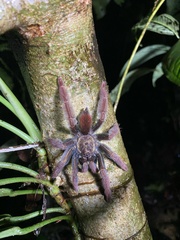 Psalmopoeus ecclesiasticus