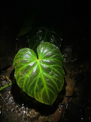 Philodendron verrucosum