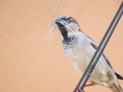 Passer domesticus