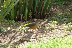 Turdus olivaceus olivaceus