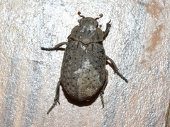 Omorgus suberosus