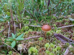 Galerina paludosa