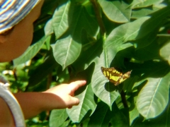 Siproeta stelenes
