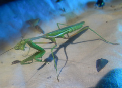 Austromantis albomarginata