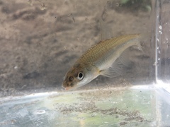 Notropis dorsalis