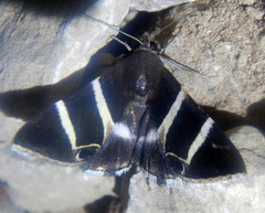 Grammodes oculata