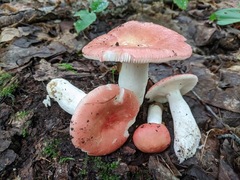 Russula silvicola
