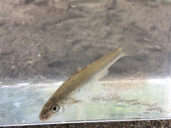 Notropis dorsalis