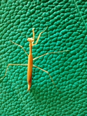 Musonia remota