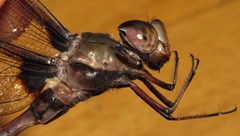 Gynacantha membranalis