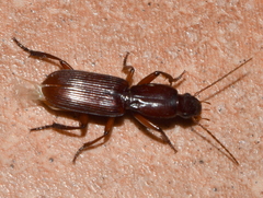 Stenomorphus californicus