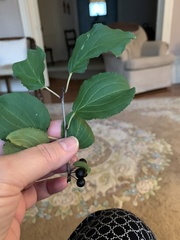 Rhamnus cathartica
