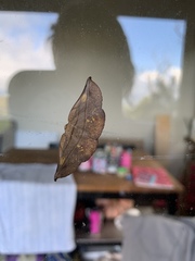 Xenomusa metallica