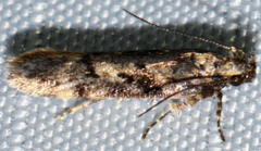 Chionodes thoraceochrella