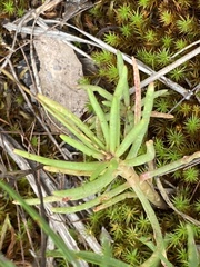 Phemeranthus mengesii