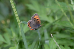 Lycaena phlaeas daimio