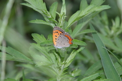 Lycaena phlaeas daimio