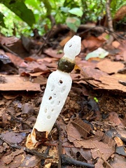 Staheliomyces cinctus