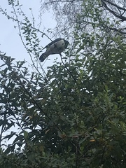 Hemiphaga novaeseelandiae