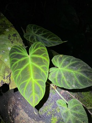 Philodendron verrucosum