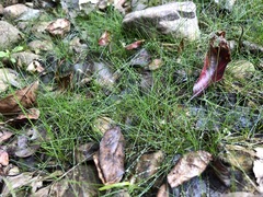 Eleocharis intermedia