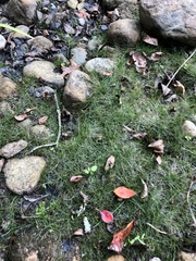 Eleocharis intermedia