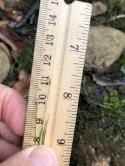 Eleocharis intermedia