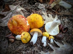 Russula ochroleucoides