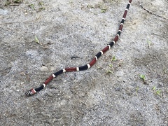 Rhinobothryum bovallii