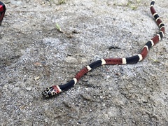 Rhinobothryum bovallii