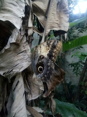 Caligo telamonius
