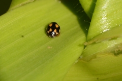 Hyperaspis festiva