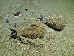 Laevistrombus turturella